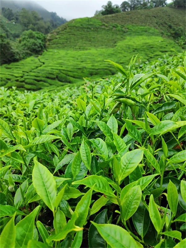 アレルギーを引き起こす危険な植物と安全な植物のリスト